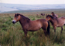 The Exmoor National Park